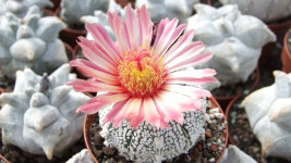 Botanická zahrada (1)